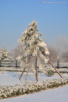 雪景 松树