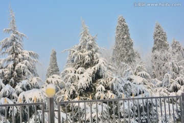 雪景 塔松