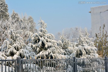 雪景 塔松