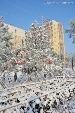 雪景