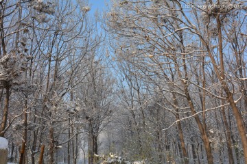 雪景