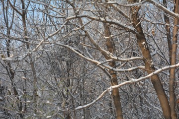 雪景