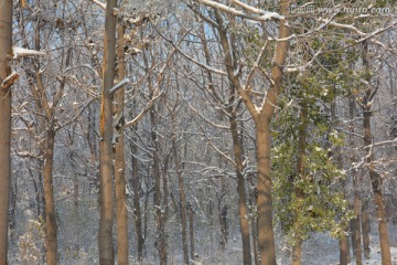 雪景