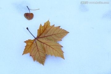 积雪上的落叶