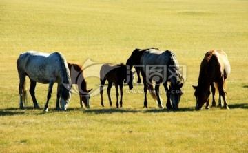 秋季草原上的马群