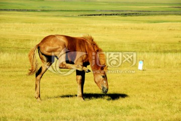 秋季草原上的一匹马