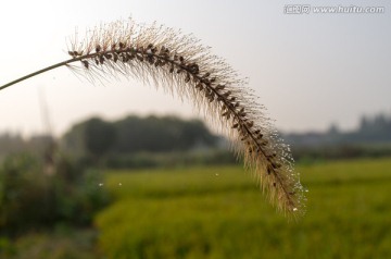 狗尾草特写