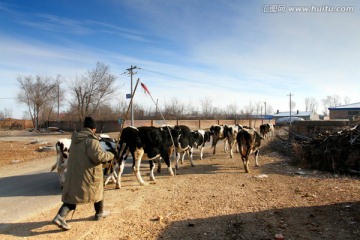 牛 奶牛 放牧