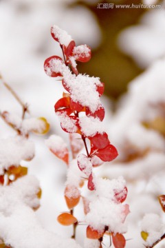 雪