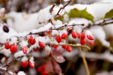 雪