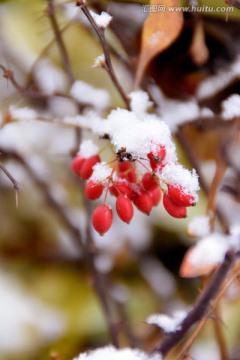 雪