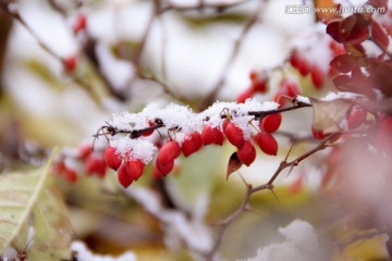 雪