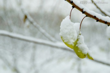 雪