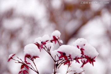 雪