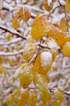 雪