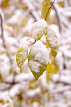 雪