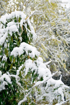 雪