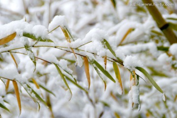 雪