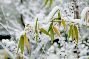 雪