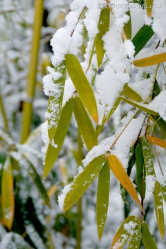 雪