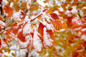 雪