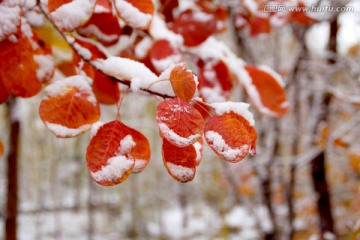 雪