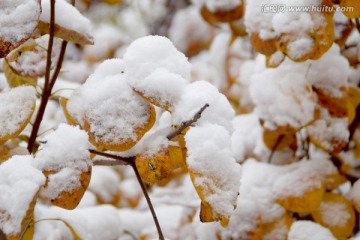 雪