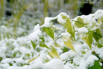 雪