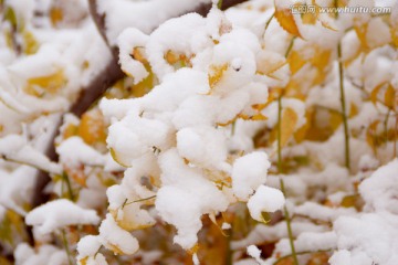 雪