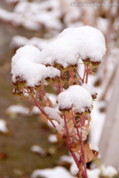 雪