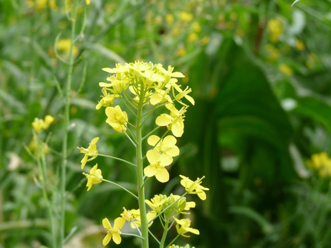 油菜花