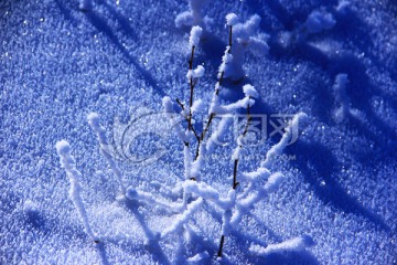 雪原雪枝