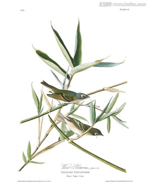 手繪鳥類
