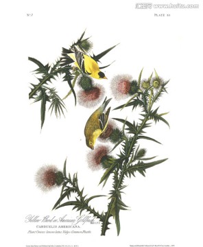 手繪鳥類