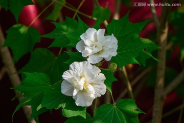 两朵芙蓉花