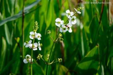 野慈姑花