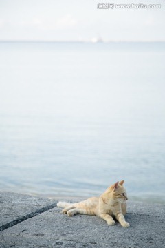 日本海边的侧卧猫
