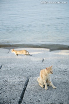 日本海边的两只猫