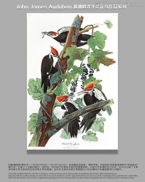 高清花鳥