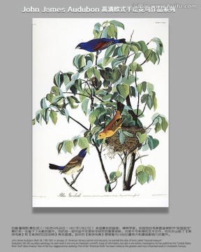 花鳥(niǎo)素材花鳥(niǎo)無(wú)框畫(huà)