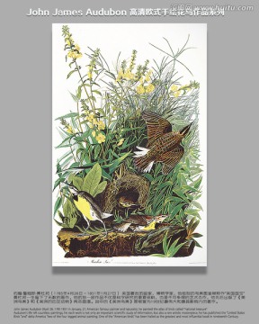 高清花鳥花鳥油畫
