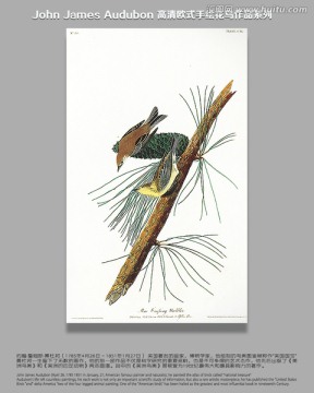 高清花鳥花鳥油畫