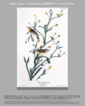 手繪花鳥(niǎo) 花鳥(niǎo)裝飾畫