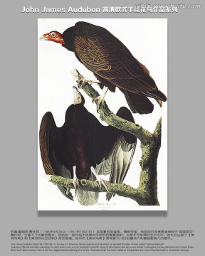 花鳥(niǎo)油畫(huà)花鳥(niǎo)無(wú)框畫(huà)
