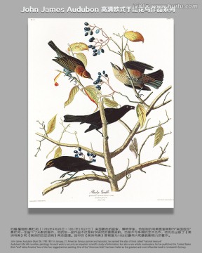 花鳥(niǎo)
