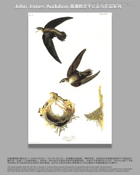 花鳥