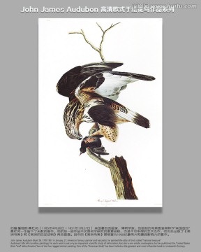 花鳥油畫花鳥無框畫