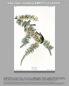手繪花鳥 花鳥裝飾畫