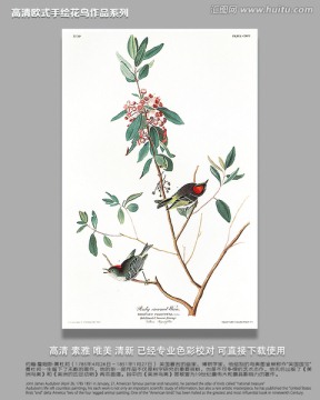 高清花鳥圖