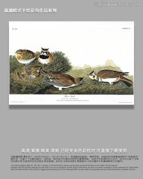 高清花鳥圖